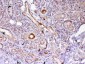 Anti-Frizzled 4 Picoband Antibody